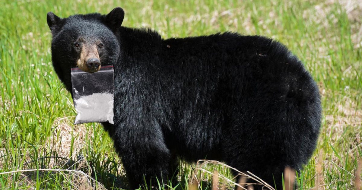 cocaine bear kentucky