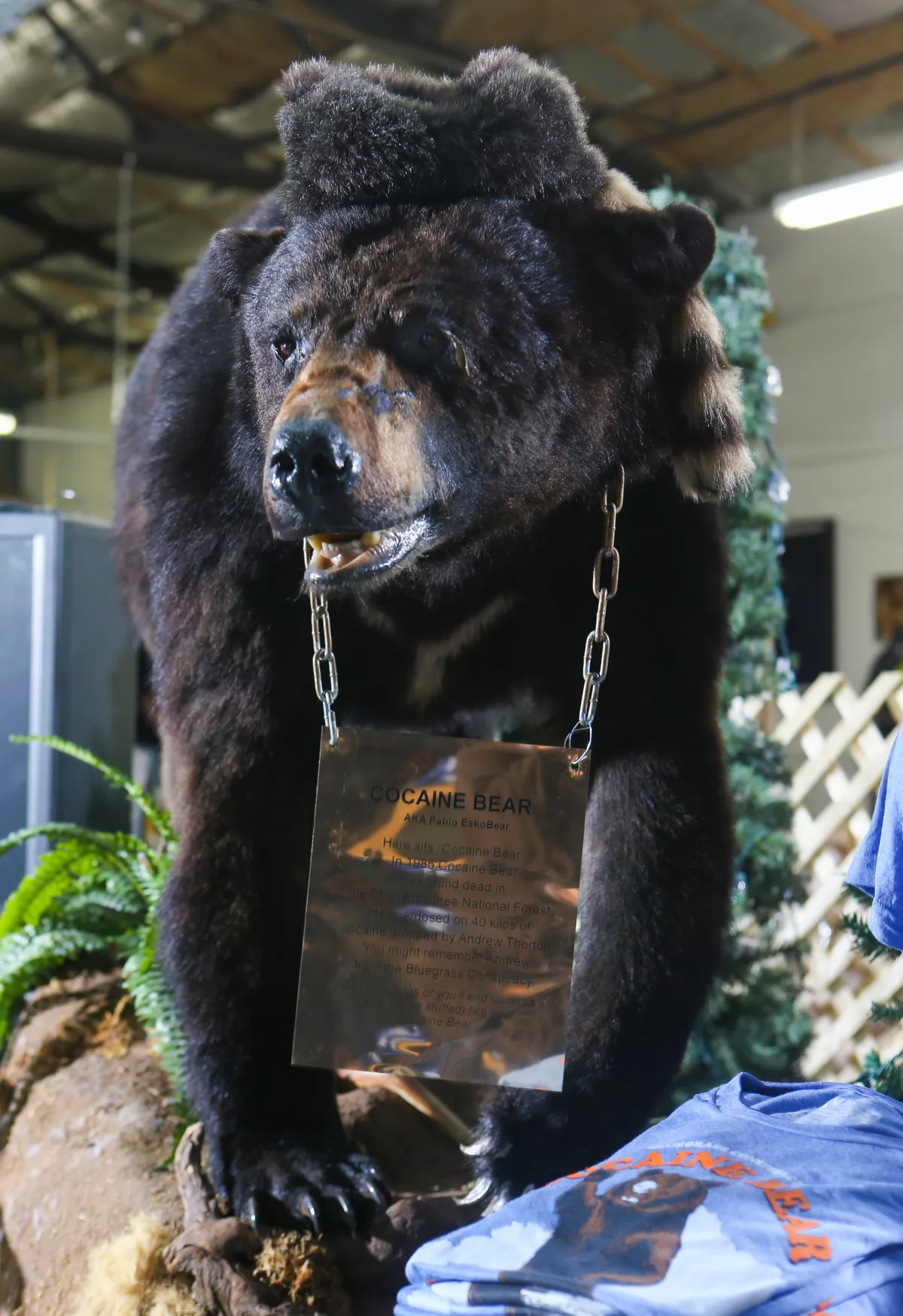 cocaine bear taxidermy