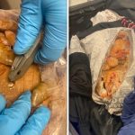 Man Arrested For Allegedly Smuggling Cocaine In Frozen Jumbo Shrimp Bags