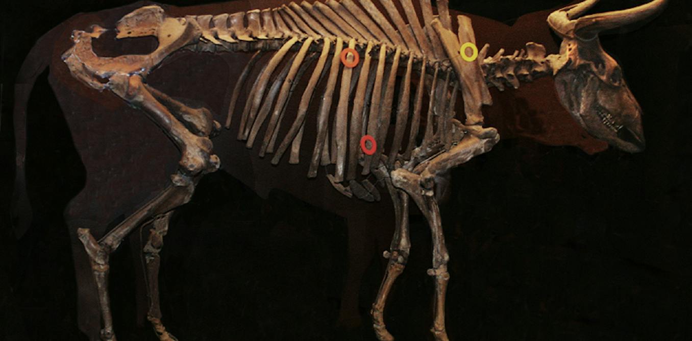 The quest to revive extinct Aurochs to restore ancient lands