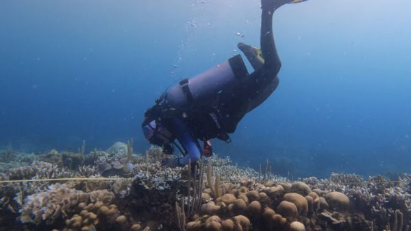 Hotter seas lead to coral bleaching along Colombia’s coast, 2023 expeditions find