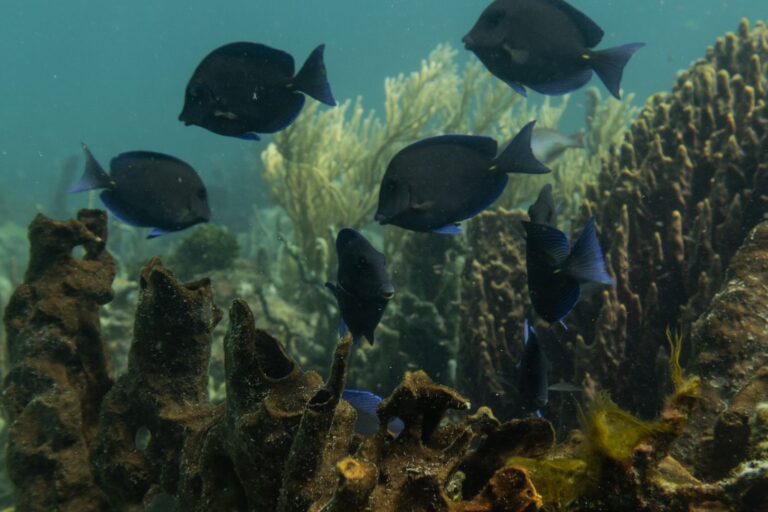 Increased Sea Temperatures Cause Coral Bleaching on Colombia's Coast, as Discovered in 2023 Expeditions