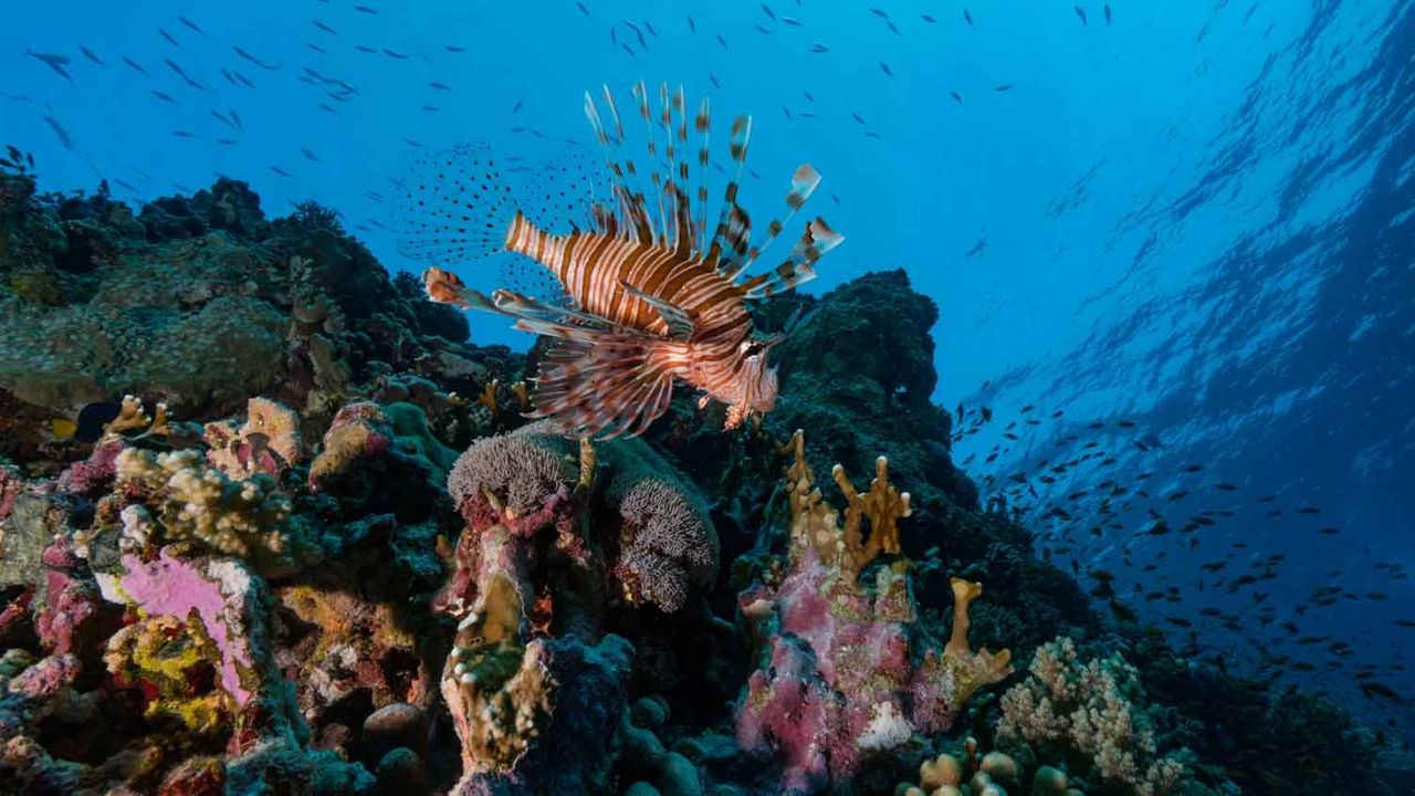 Increased Sea Temperatures Cause Coral Bleaching on Colombia's Coast, as Discovered in 2023 Expeditions