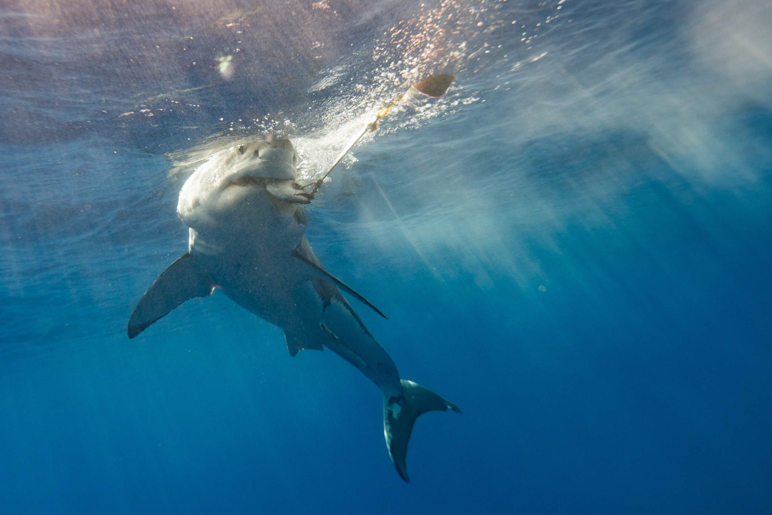 These Images Might Offer The World's Inaugural Glimpse Of a Living Newborn Great White Shark