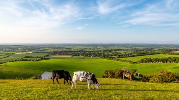 Legislation to end abuses of power in UK dairy supply chain to go before parliament