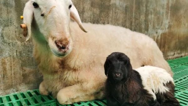 Chinese Scientists Successfully Clone Tibetan Goats