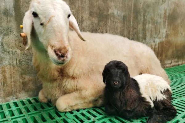 Chinese Scientists Successfully Clone Tibetan Goats