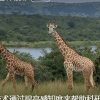 Giraffes Becoming Outlet for Despair