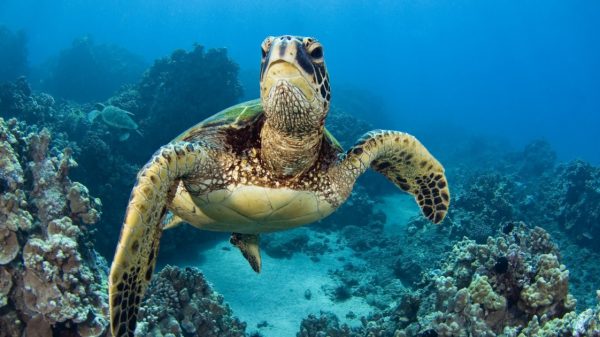 9 dead, 78 others hospitalized after eating sea turtle meat on Zanzibar’s Pemba Island
