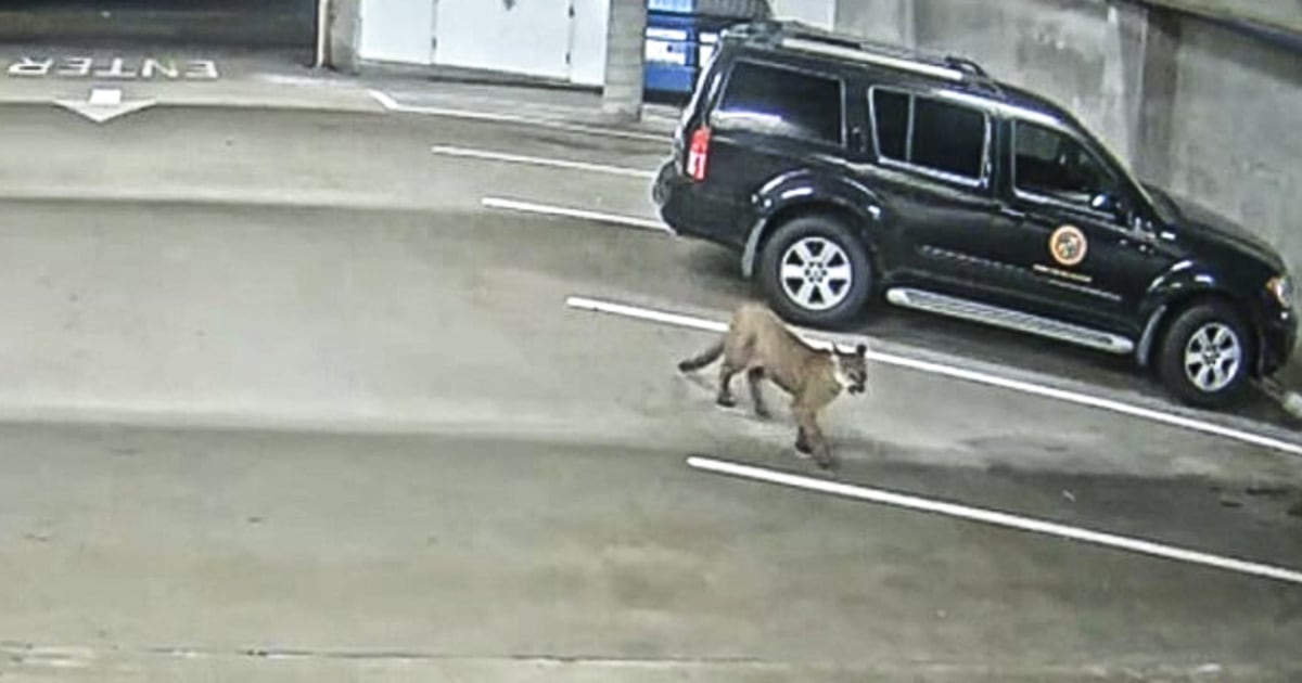 Mountain lion struck dead by vehicle days after one strolled streets of California city