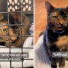 Woman Takes ‘Spicy’ Cat to the Vet, in Utter Shock at the Diagnosis