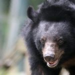 Bear attacks leave one dead, two injured