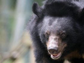 Bear attacks leave one dead, two injured