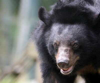 Dvaja v nemocnici po útoku medveďa na Slovensku vyvolali diskusiu o politike manažmentu medveďov