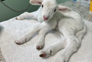 Good Samaritan rescues 5-legged lamb, seeks life-saving surgery funds