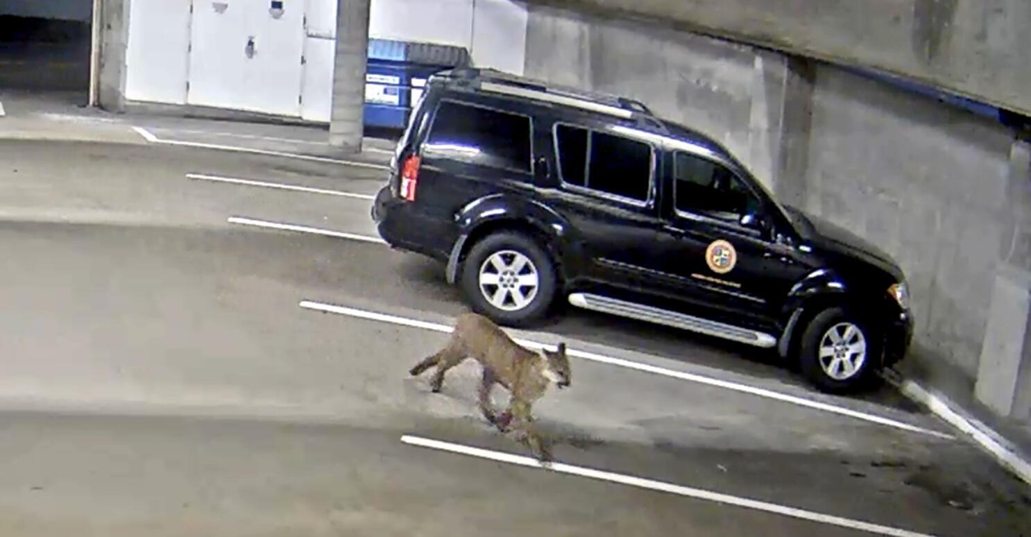 Mountain Lion Fatally Hit by Vehicle Shortly After Roaming Streets of California City