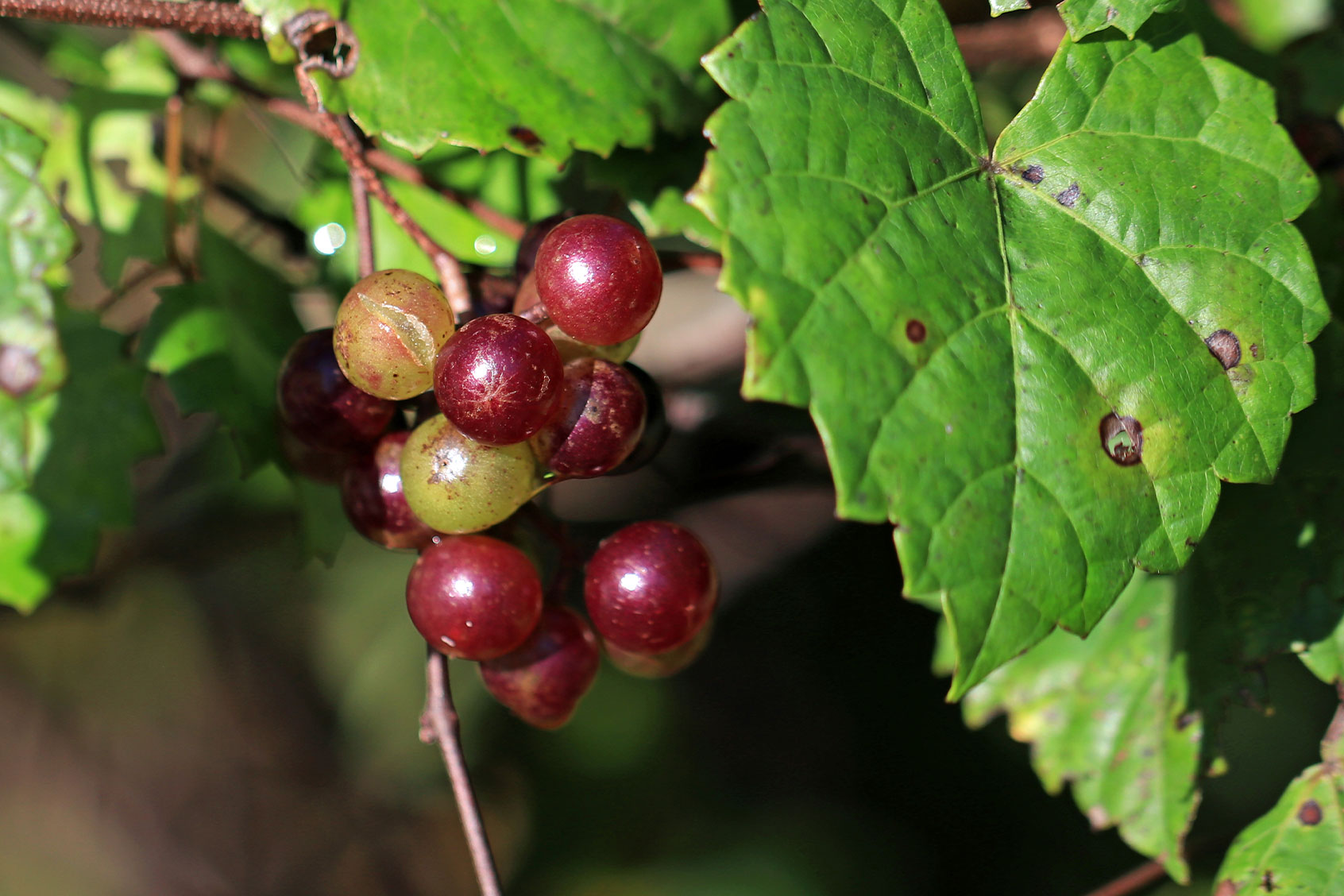 Meet muscadines, the native grapes of the southern U.S.
