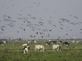 First human case of bird flu due to exposure to ill dairy cows recorded in the US