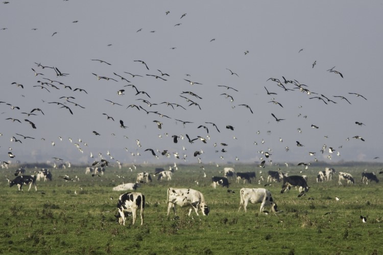 First human case of bird flu due to exposure to ill dairy cows recorded in the US