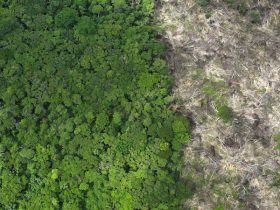 “Two steps forward, two steps back” – Governments off course for forest protection target