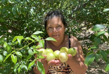 Between Brazil’s Caatinga & Cerrado, communities profit from native fruits