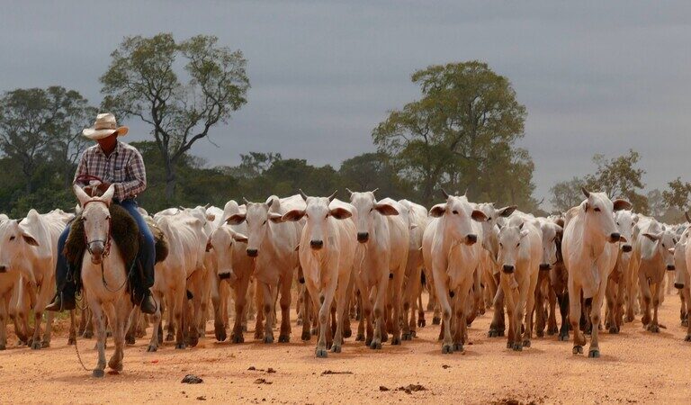 Brazil’s cattle industry could suffer major losses without climate policies, report says