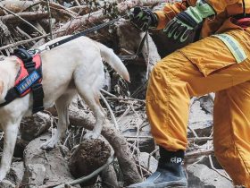 Failed Drug-Sniffing Dog Becomes Icon In Taiwan’s Earthquake Recovery