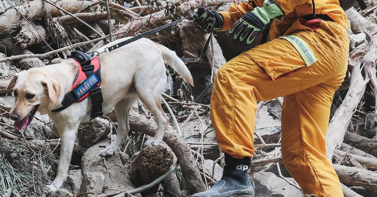 Failed Drug-Sniffing Dog Becomes Icon In Taiwan’s Earthquake Recovery