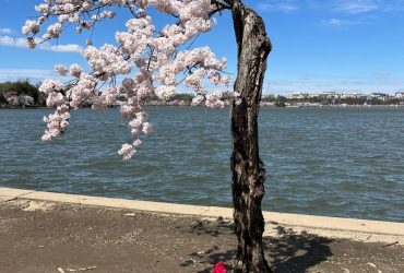 Saving ‘Stumpy’: How residents in Washington scramble to save this one cherry tree