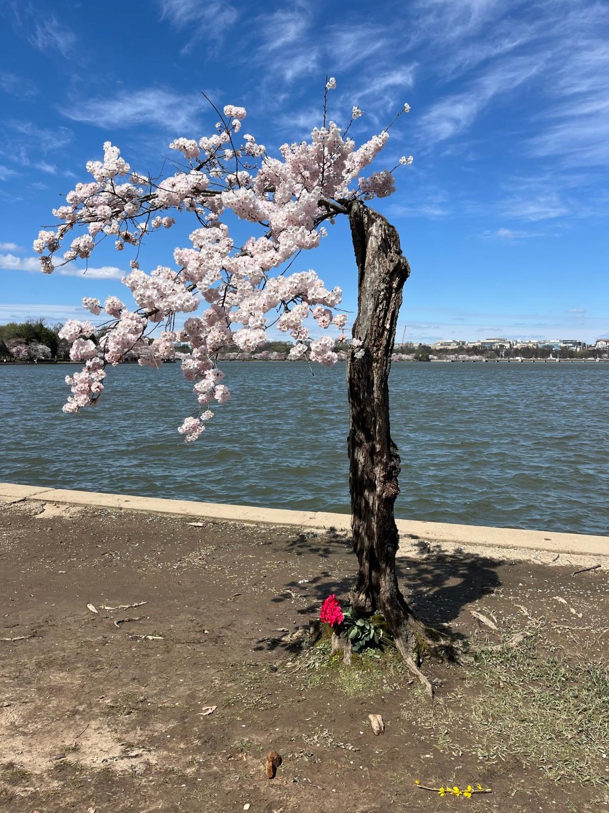 Saving ‘Stumpy’: How residents in Washington scramble to save this one cherry tree