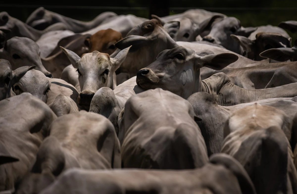 Brazil's Cattle Industry Could Lose Big Without Climate Policies