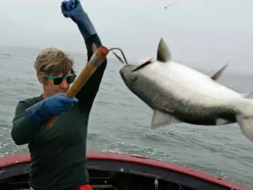 California Coast Salmon Fishing Shut Down for Second Year Due to Population Decline