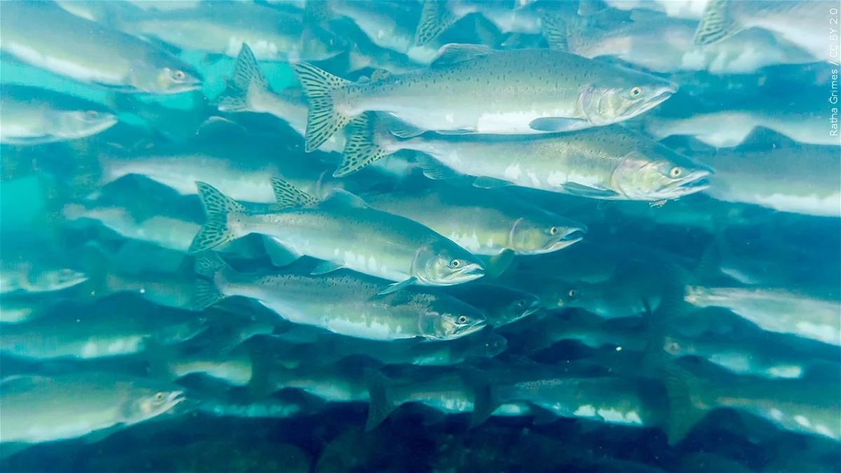 California Coast Salmon Fishing Shut Down for Second Year Due to Population Decline