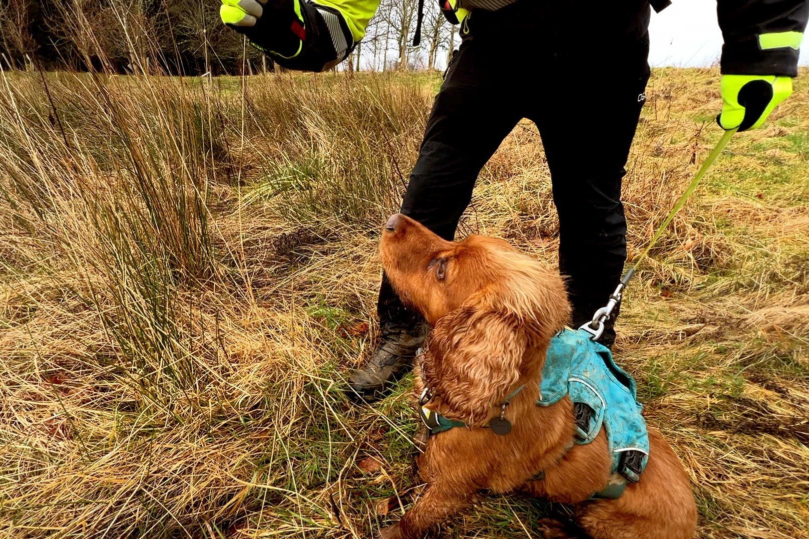 Dogs Sniff Out Leaking Water Mains