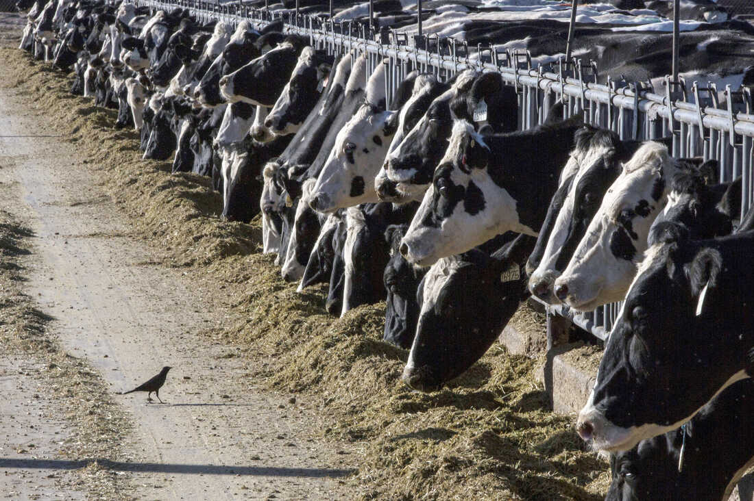 First Recorded Human Case of Bird Flu Linked to Exposure to Sick Dairy Cows in the US