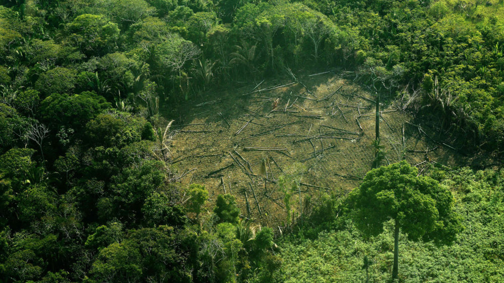 Forest Protection Target Off Course: Two Steps Forward, Two Steps Back for Governments