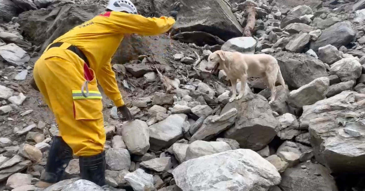 From Failed Drug-Sniffer to Icon: Taiwan's Earthquake Recovery Canine