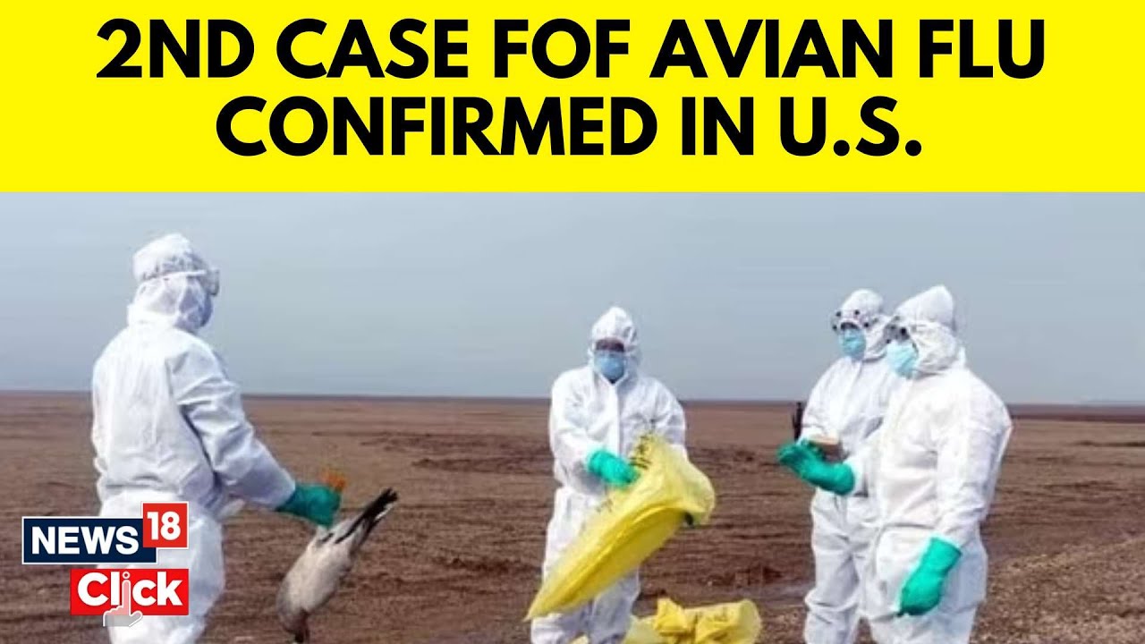 Avian Flu Concern Escalates: Second Human Case Identified in U.S., First in Texas