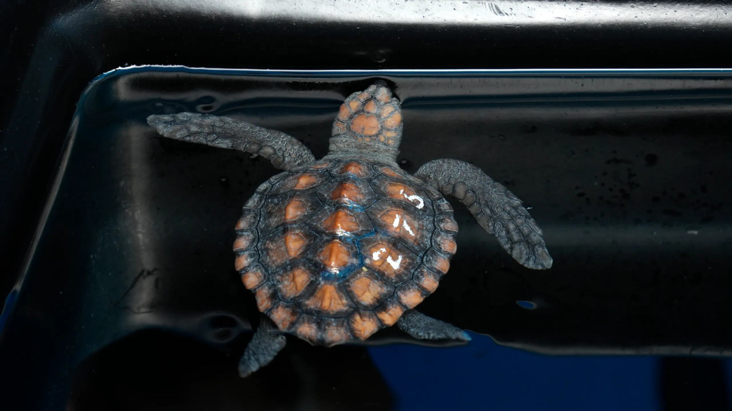 Hundreds of Baby Sea Turtles Saved After Storm Washes Them Onto Shore