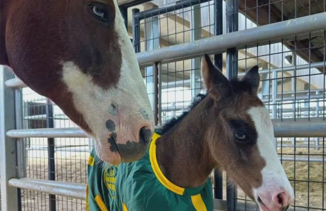 CBP Welcomes Dolly, First Foal Born in Big Bend Sector to Strengthen Mounted Patrol